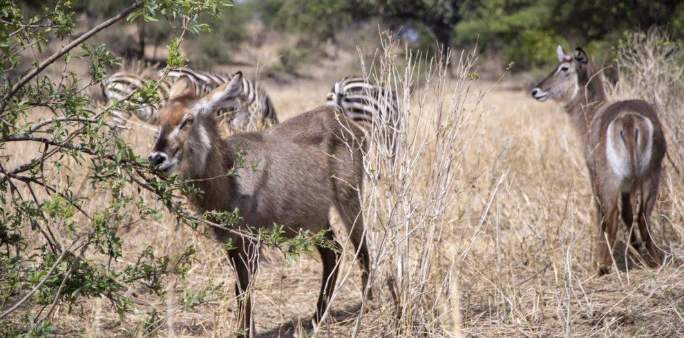 5-days-tanzania-family-safari