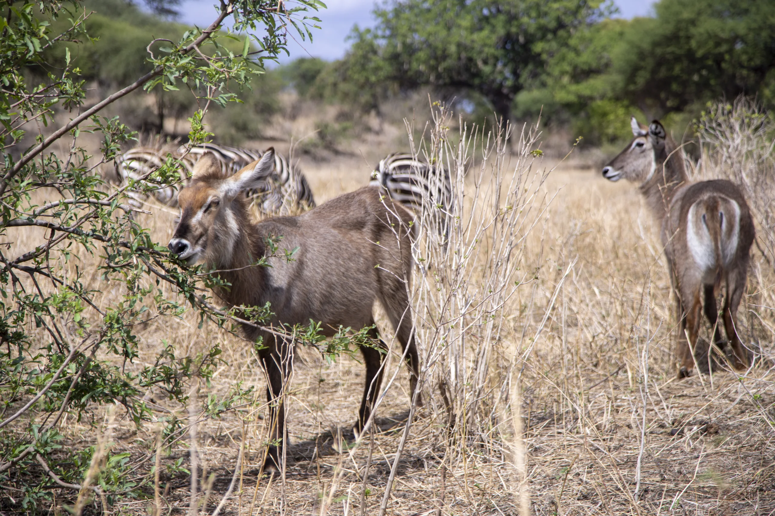 5-days-tanzania-family-safari