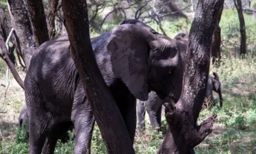 6 day tanzania safari