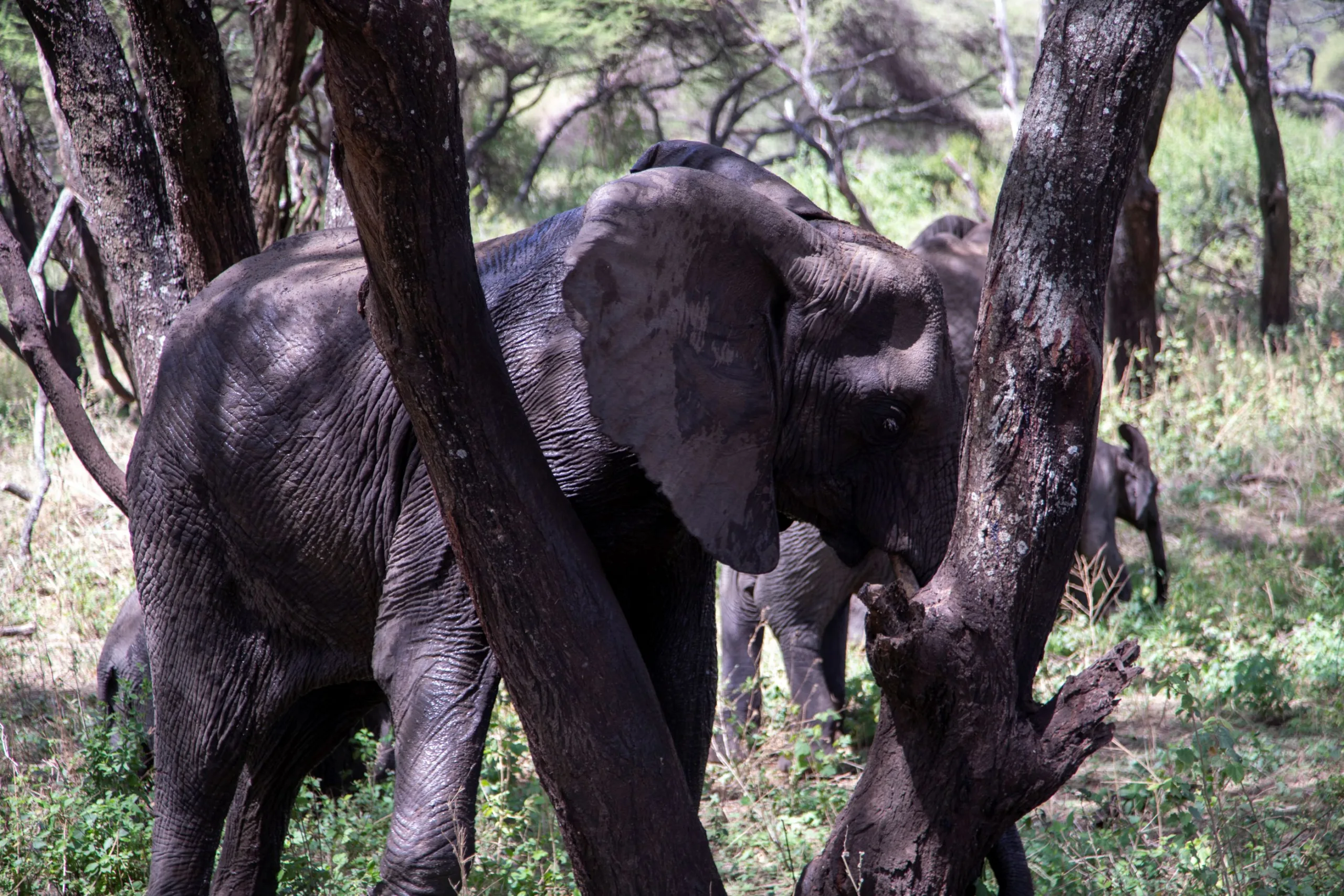 6 day tanzania safari