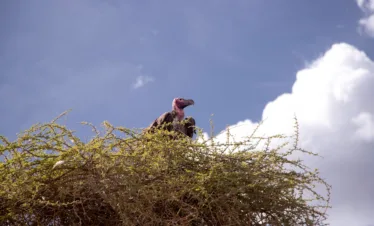 6 day tanzania safari