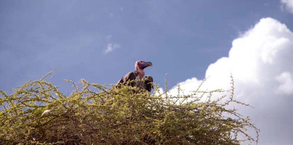 6 day tanzania safari