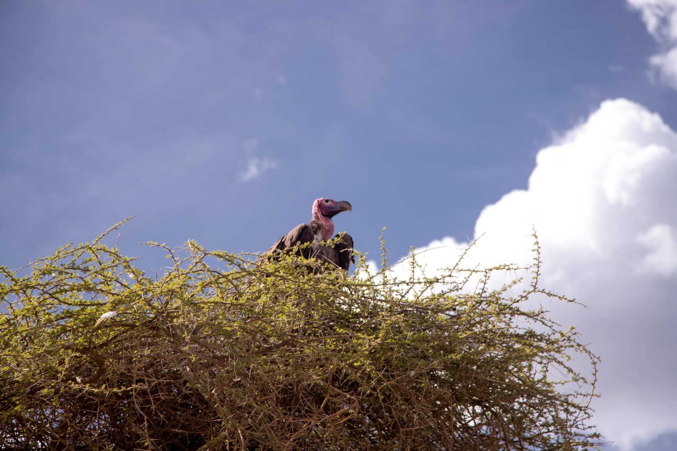 6 day tanzania safari