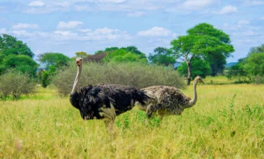 Ndutu fly-in luxury safari