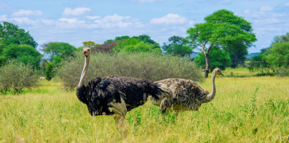 Ndutu fly-in luxury safari