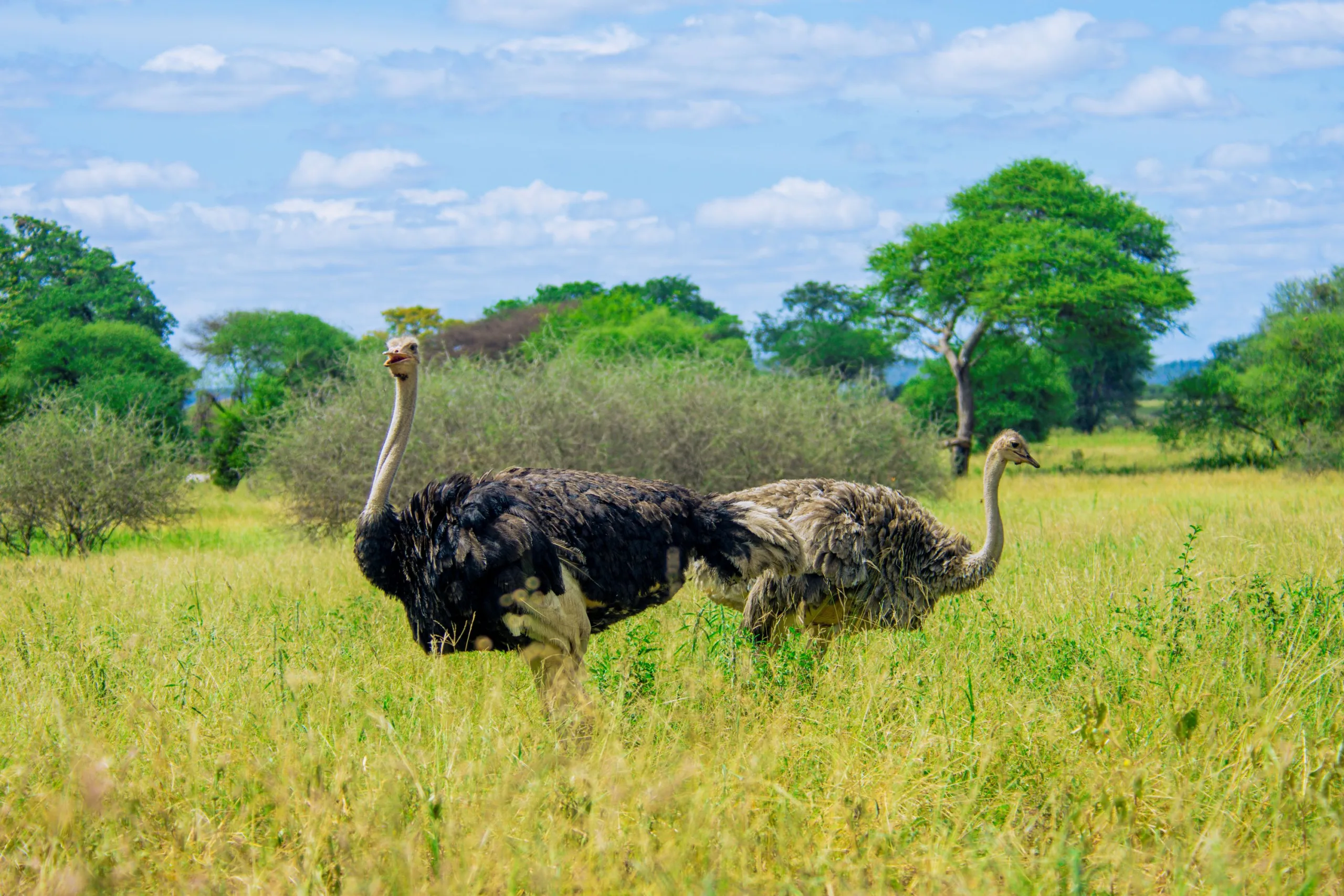 Ndutu fly-in luxury safari