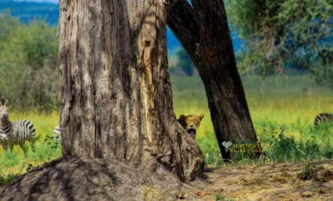 Ndutu fly-in luxury safari