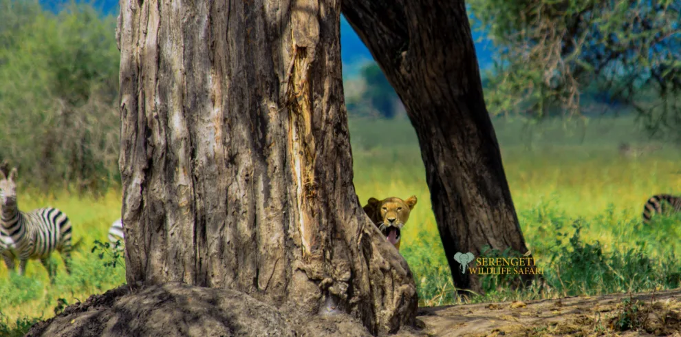 Ndutu fly-in luxury safari