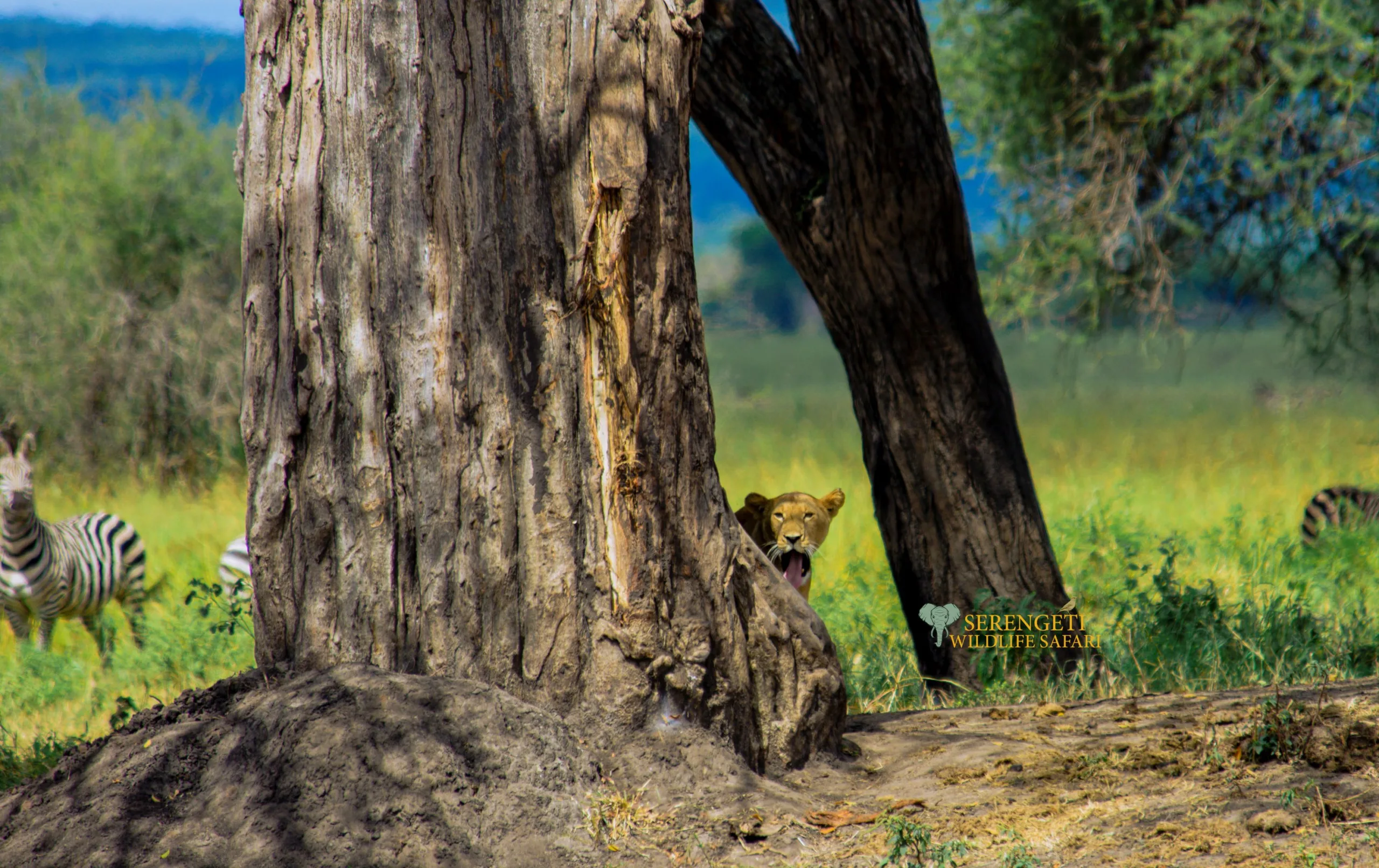 Ndutu fly-in luxury safari