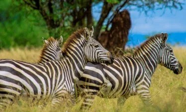 Ndutu fly-in luxury safari