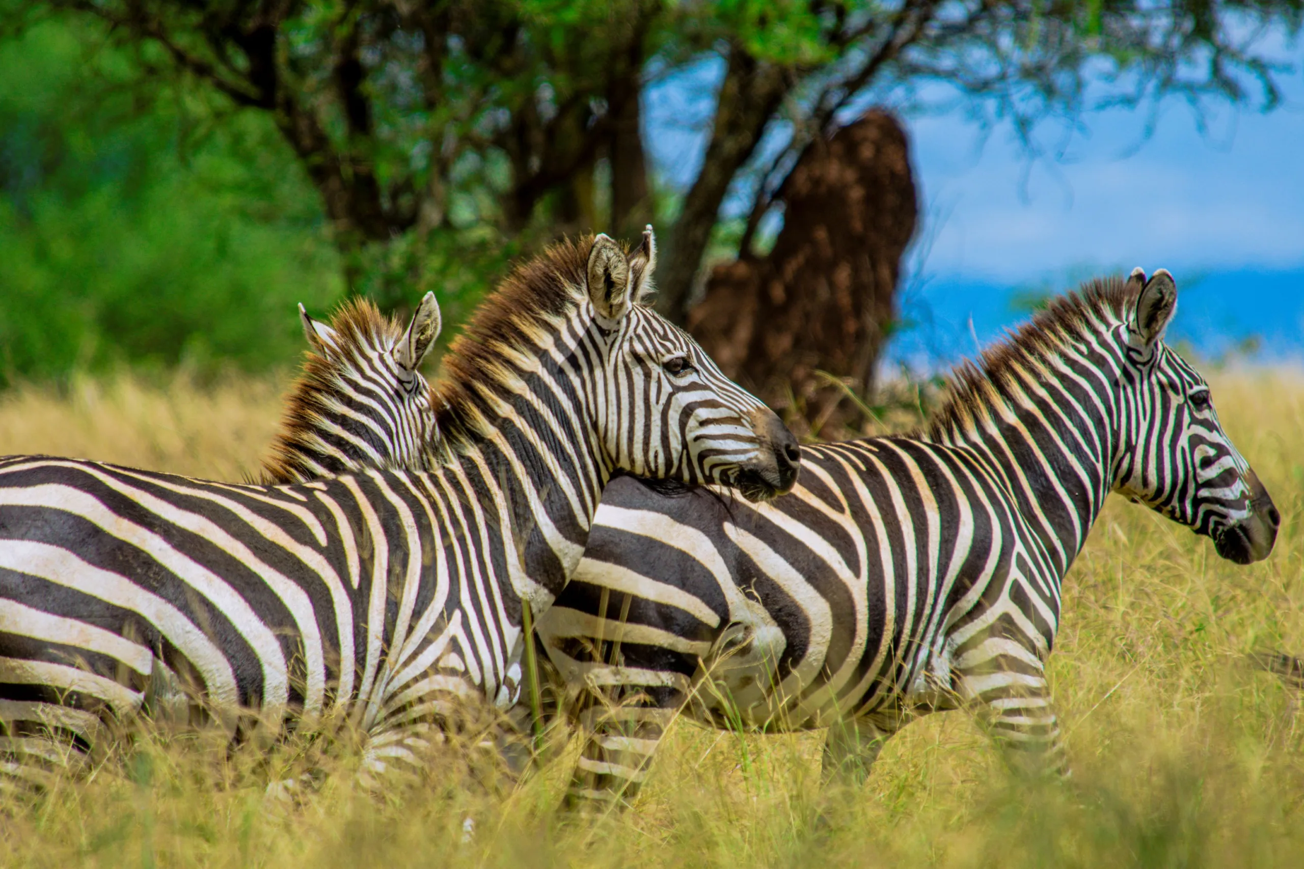 Ndutu fly-in luxury safari