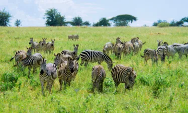 Zanzibar to Serengeti Fly-In Safari