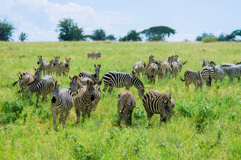 Zanzibar to Serengeti Fly-In Safari