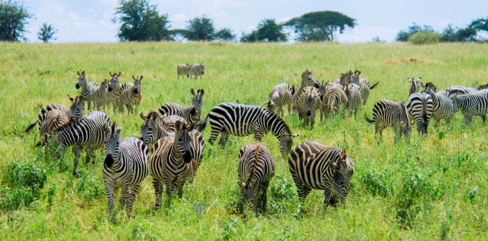 Zanzibar to Serengeti Fly-In Safari