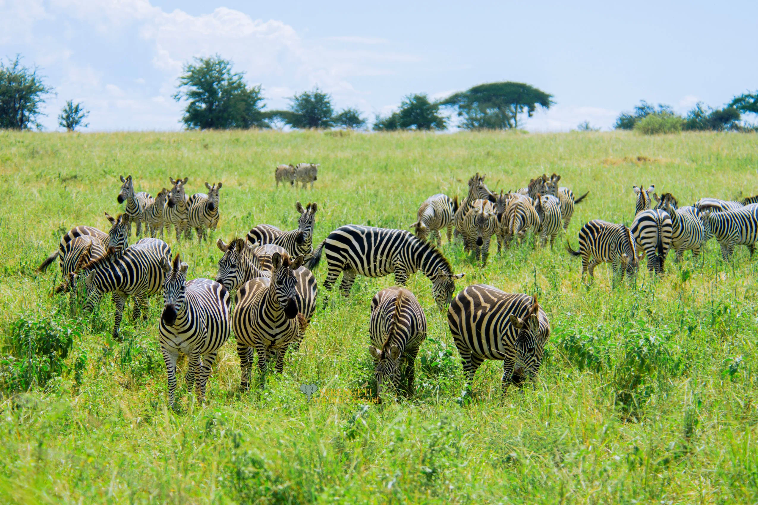 Zanzibar to Serengeti Fly-In Safari