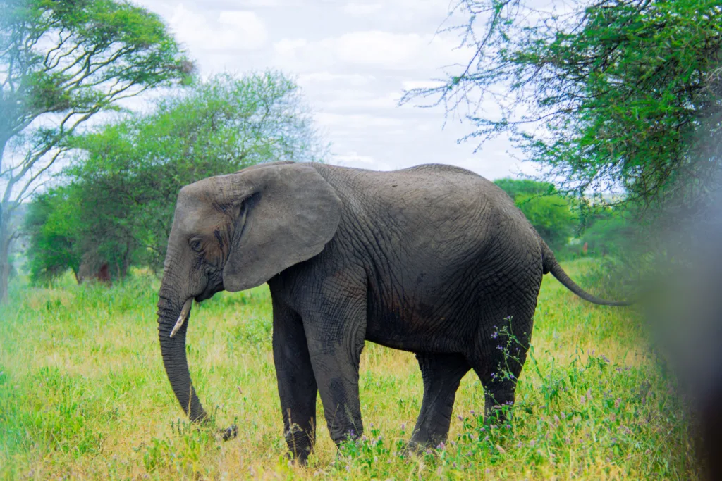 Zanzibar to Serengeti Fly-In Safari