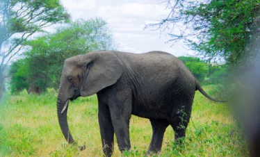 Zanzibar to Serengeti Fly-In Safari