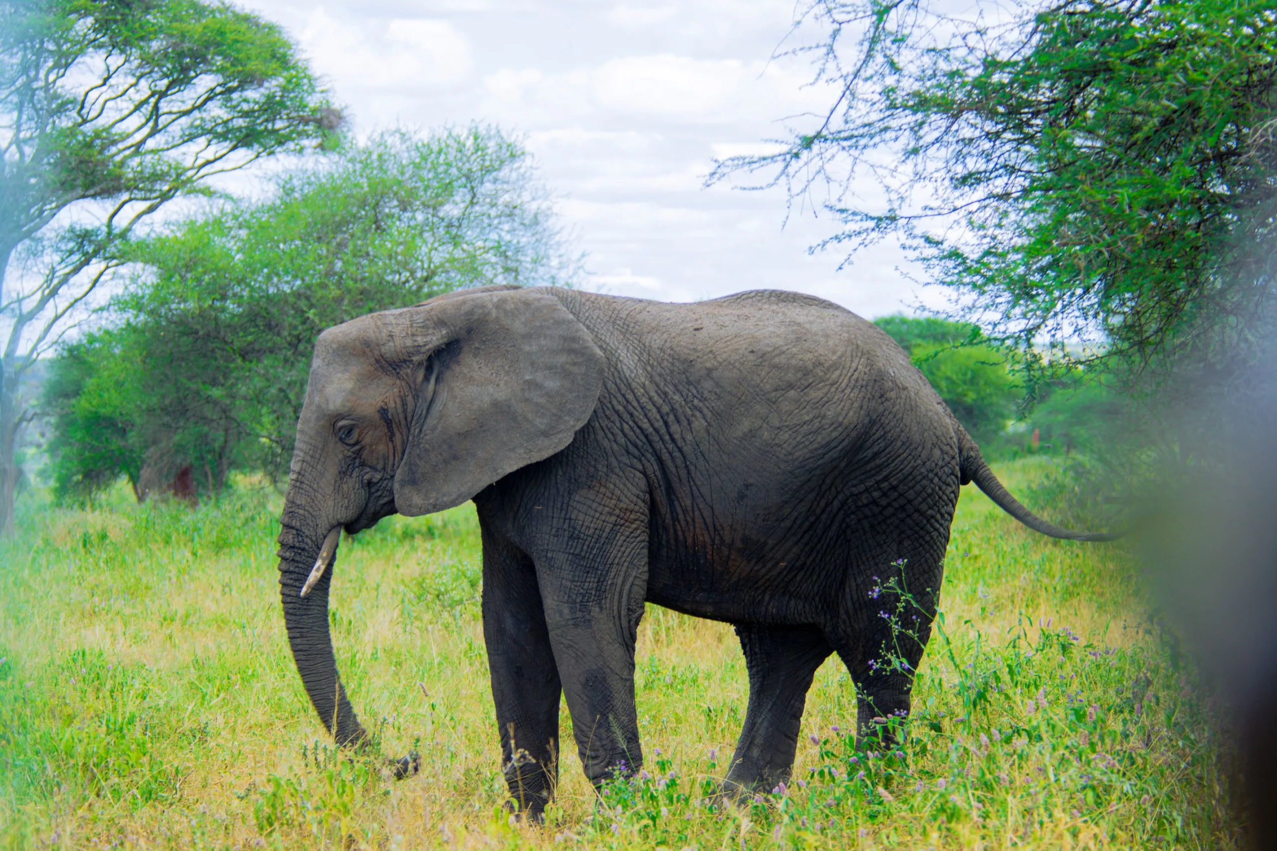 Zanzibar to Serengeti Fly-In Safari