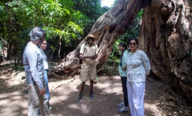 serengeti safari and zanzibar