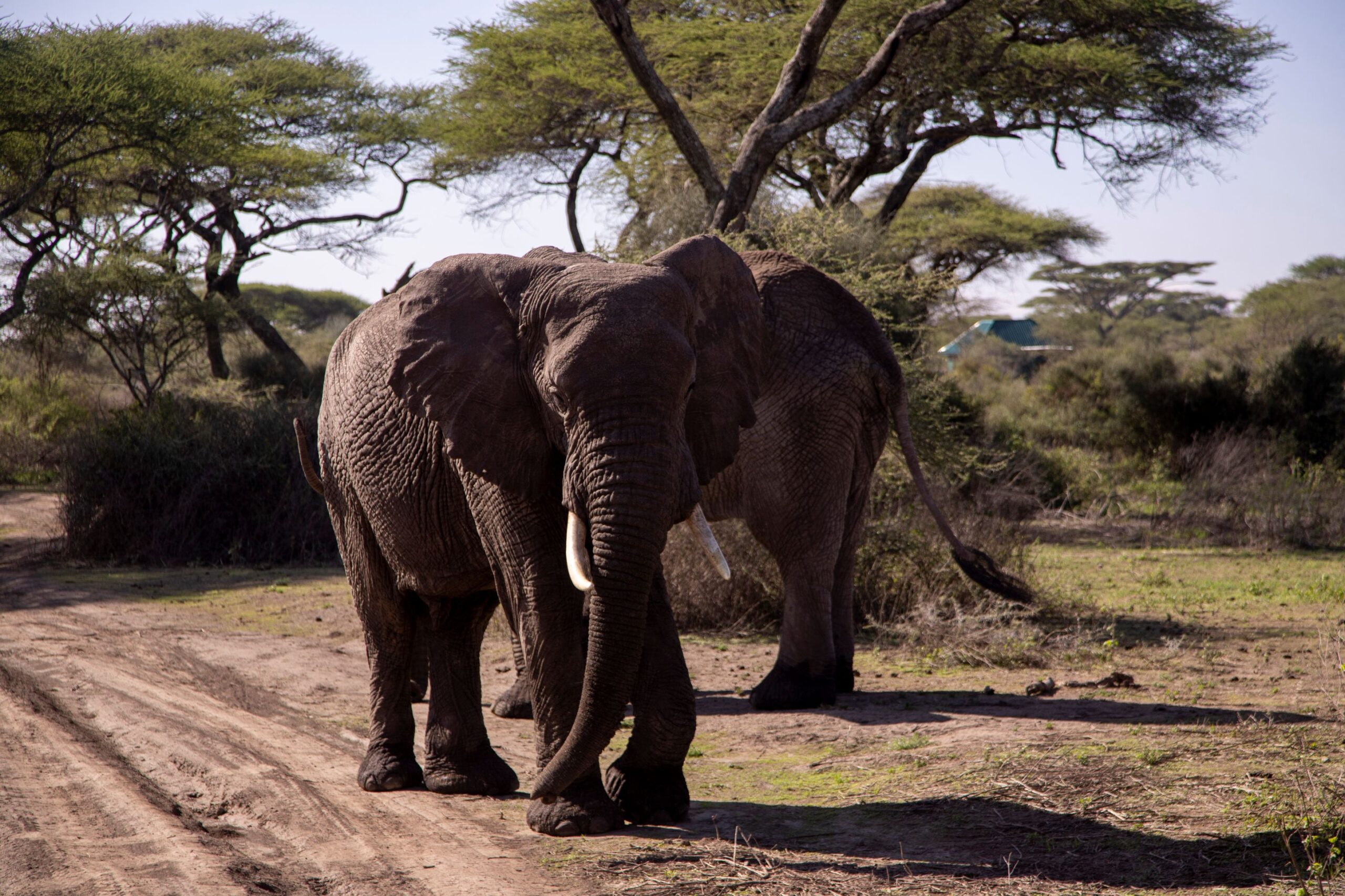 Serengeti honeymoon safari-1