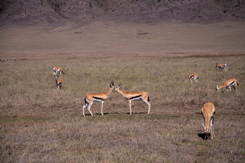 Tanzania Family Safari