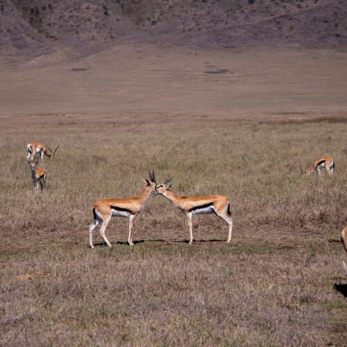 Tanzania Family Safari