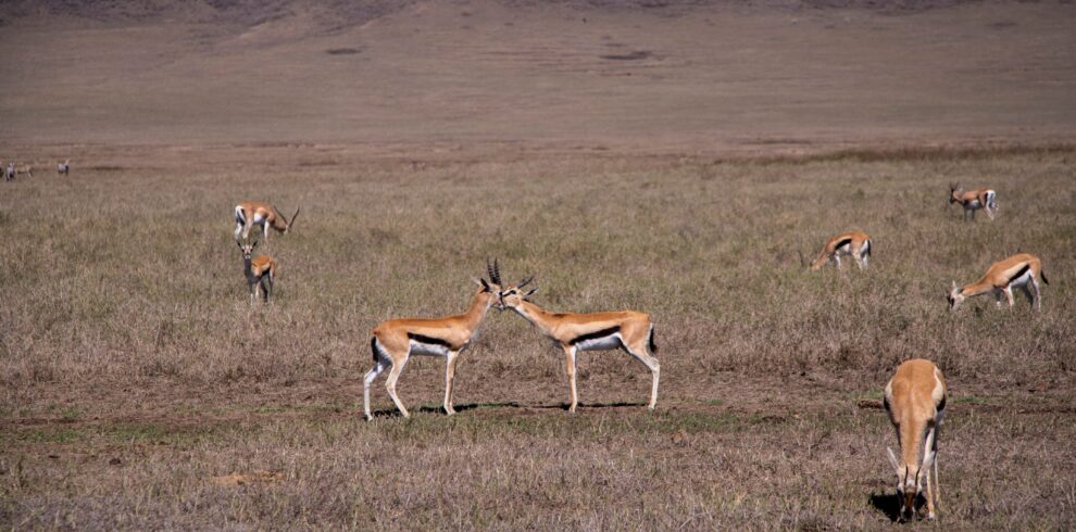 Tanzania Family Safari
