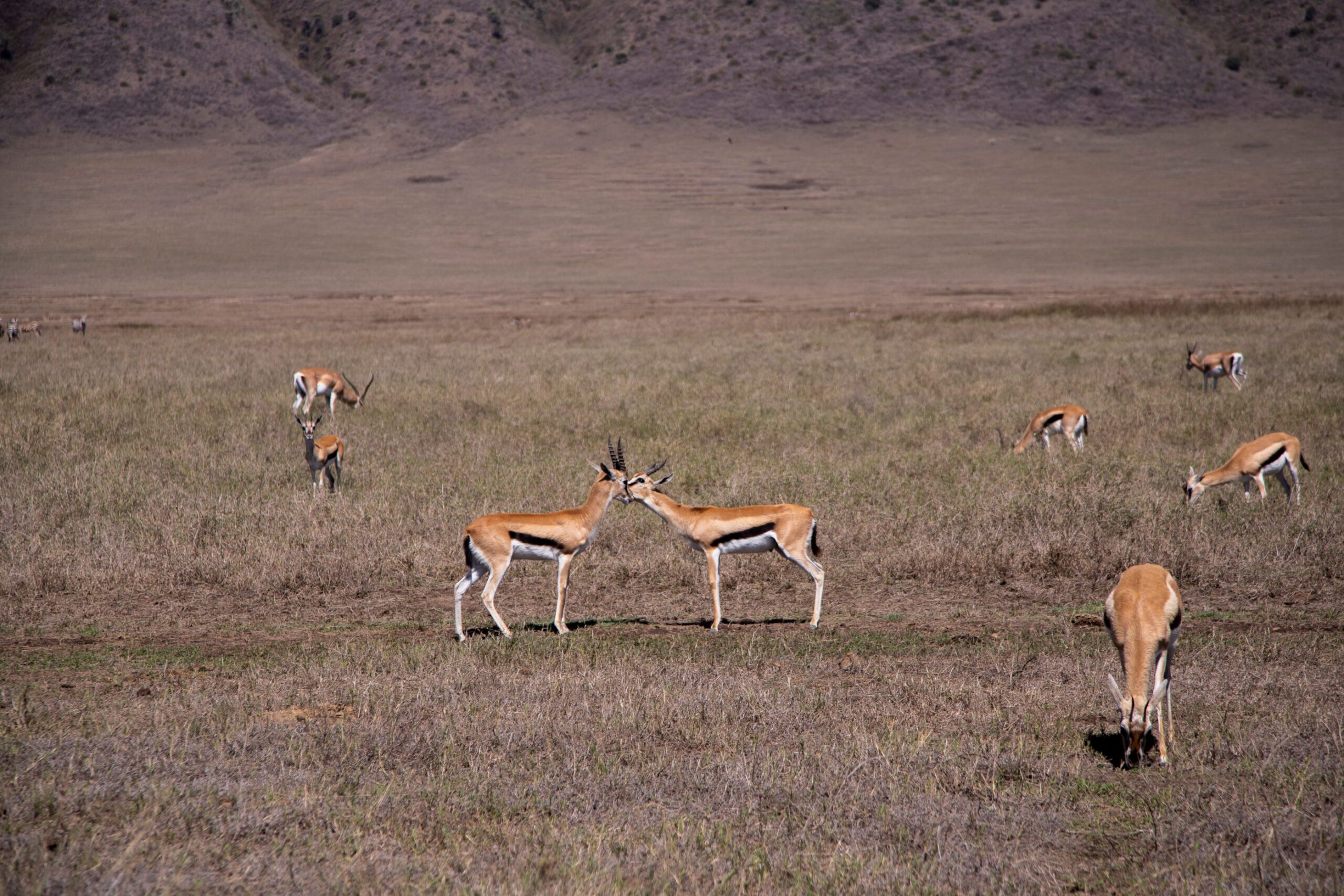 Tanzania Family Safari