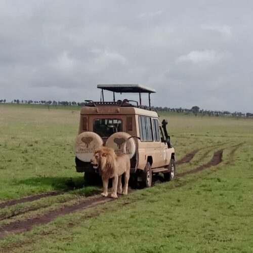 serengeti best family safari