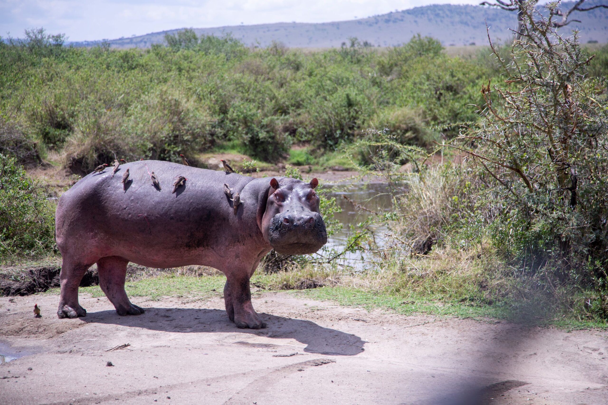 family safari package