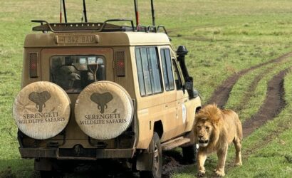 serengeti safari