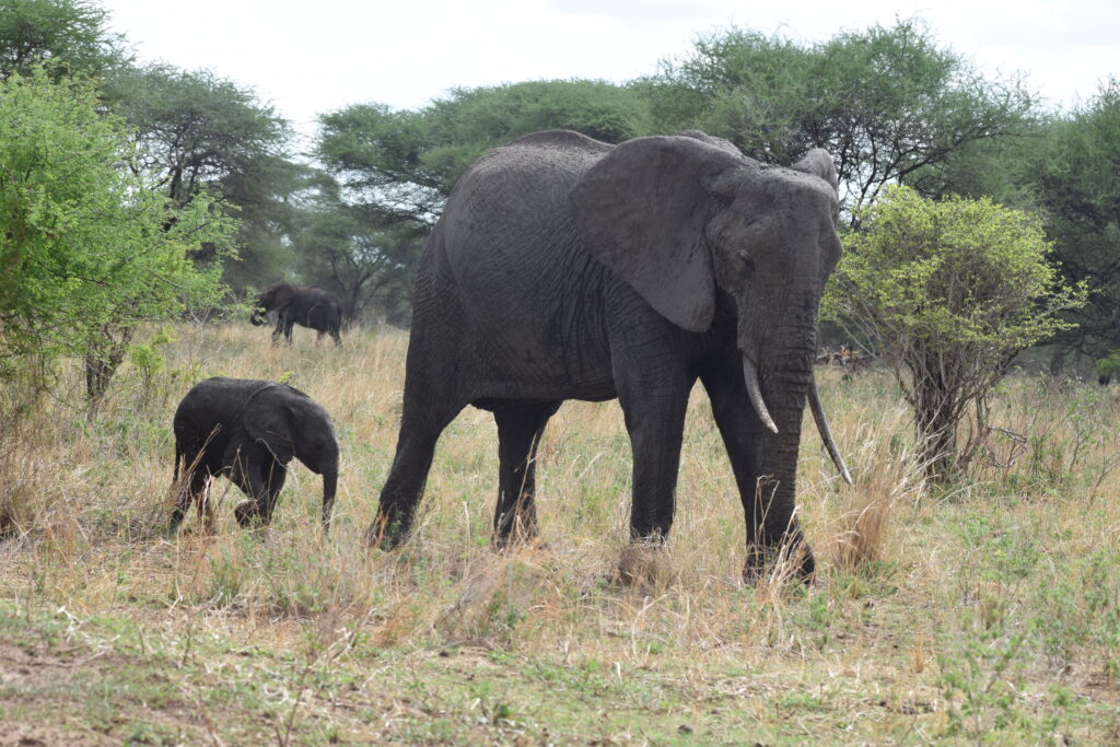 serengeti family safari