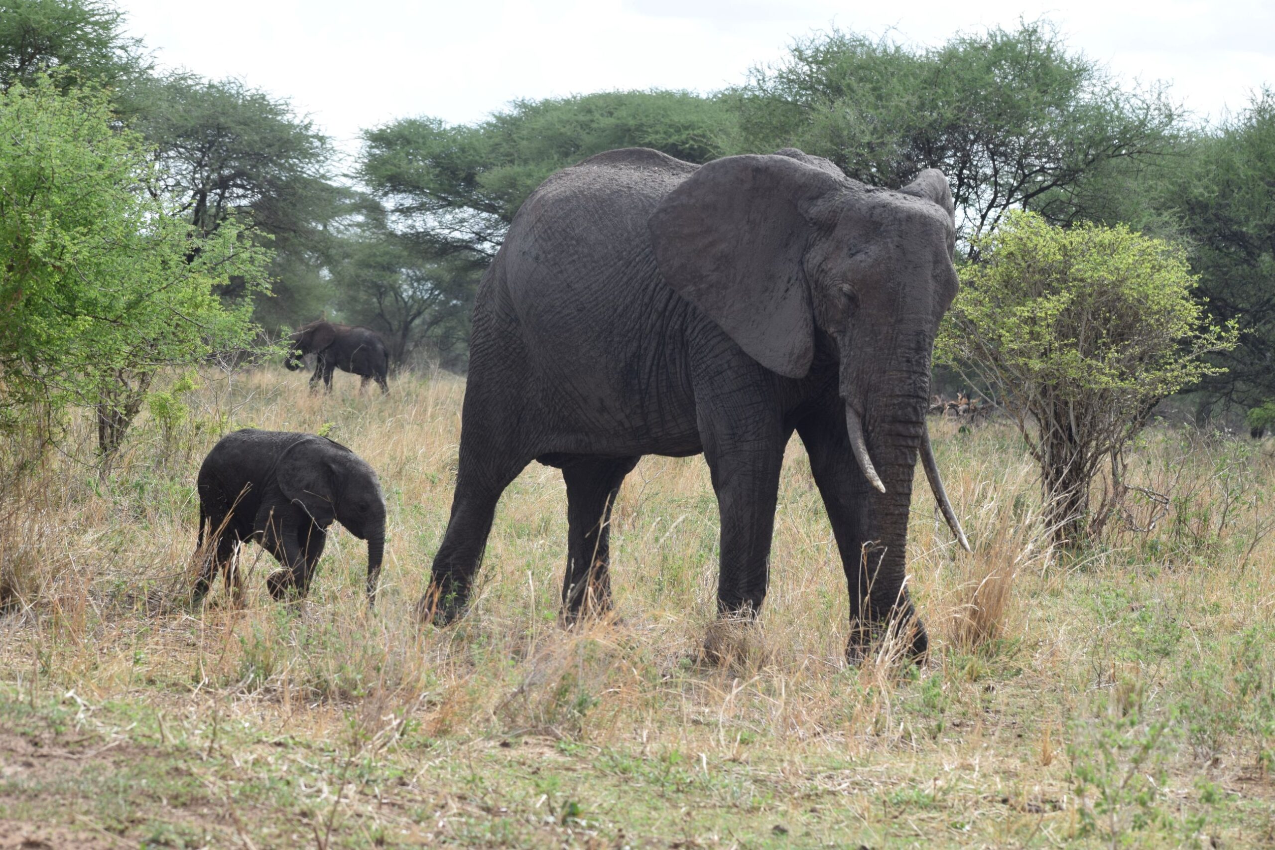 serengeti family safari