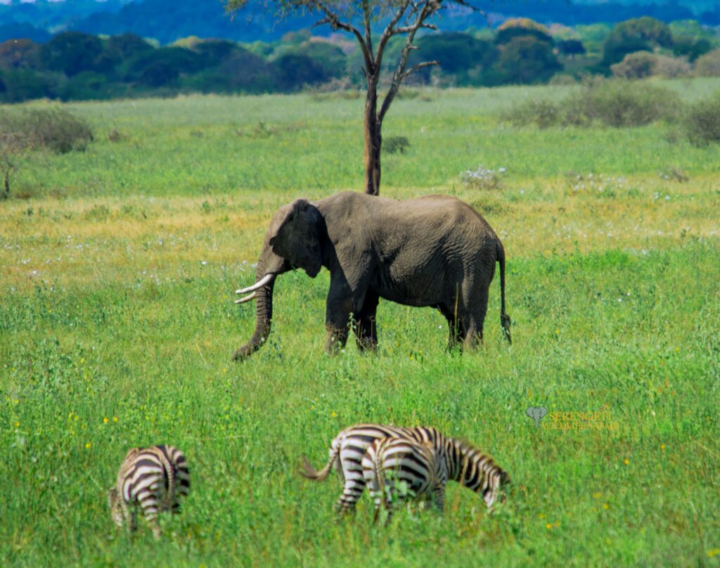 serengeti honeymoon