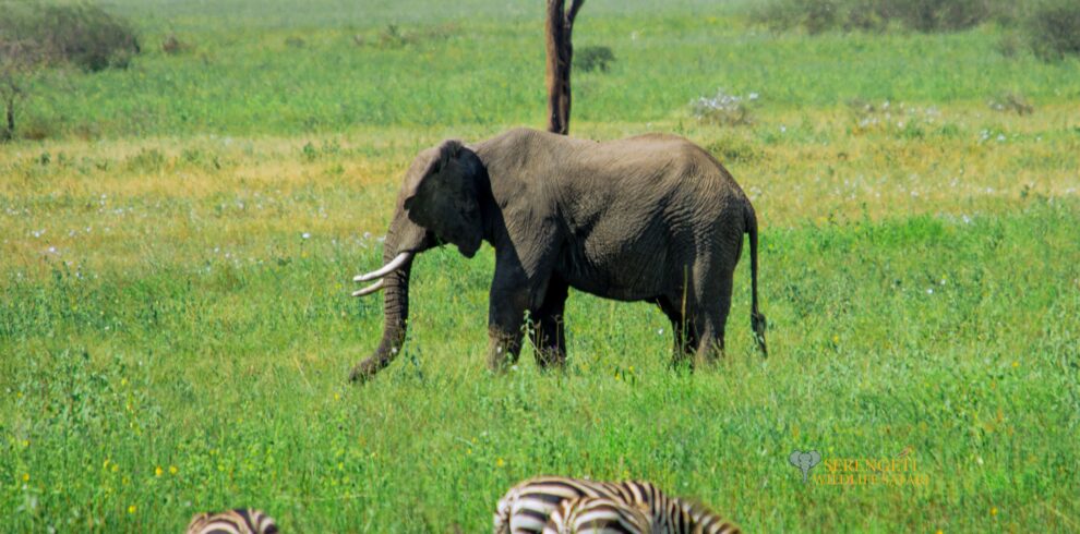serengeti honeymoon