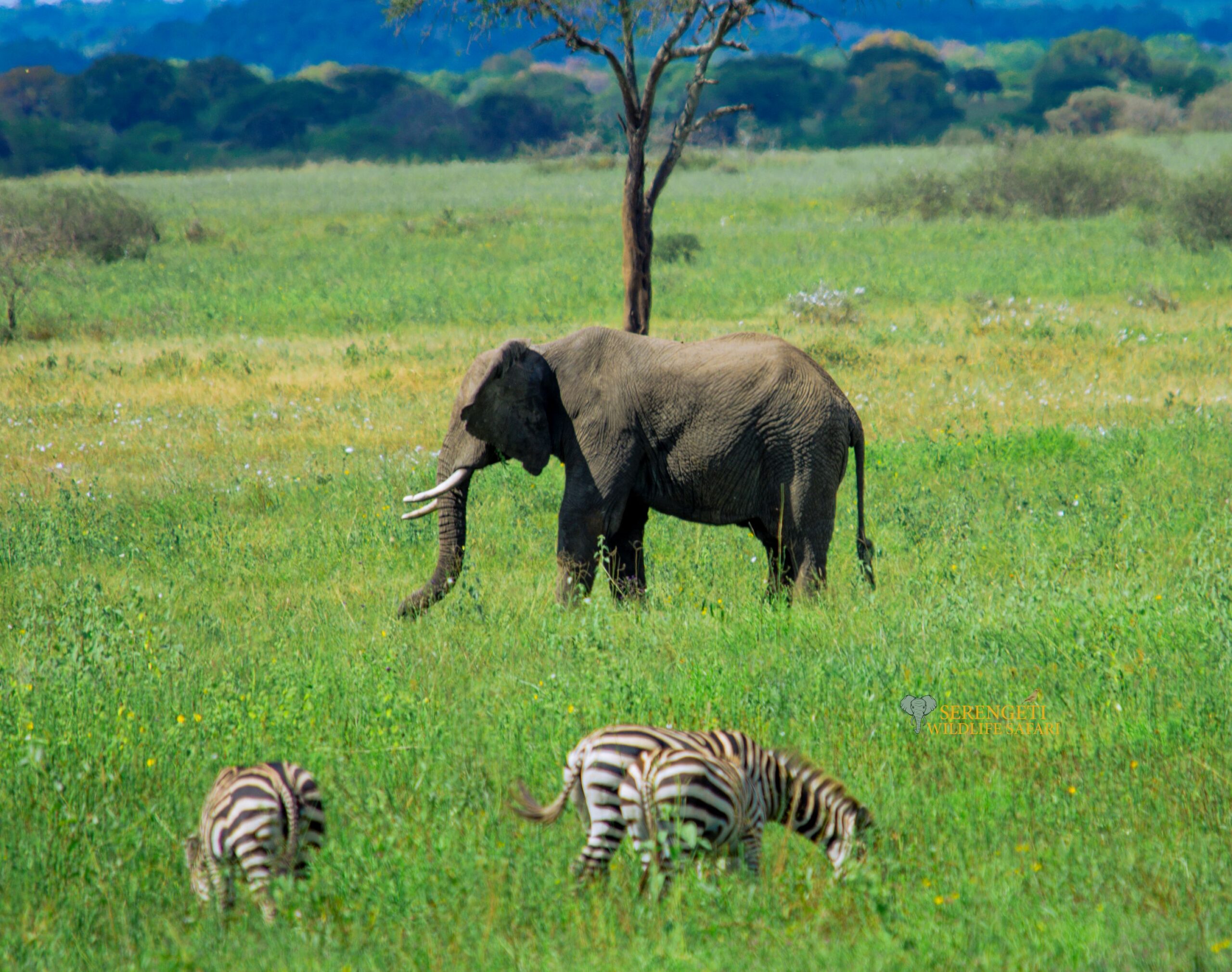 serengeti honeymoon