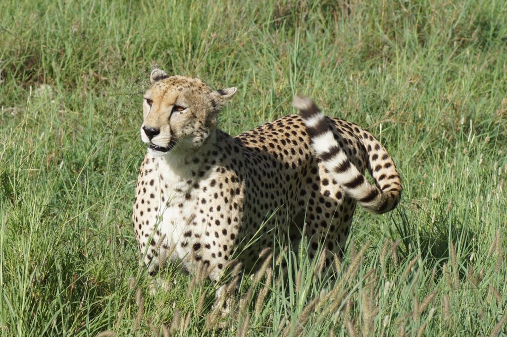 6-day-mara-river-crossing