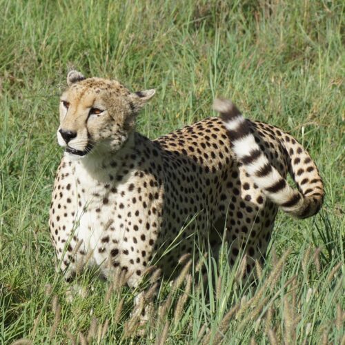 6-day-mara-river-crossing