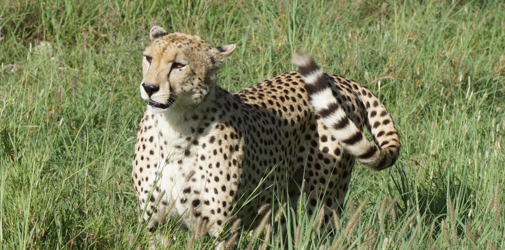 6-day-mara-river-crossing