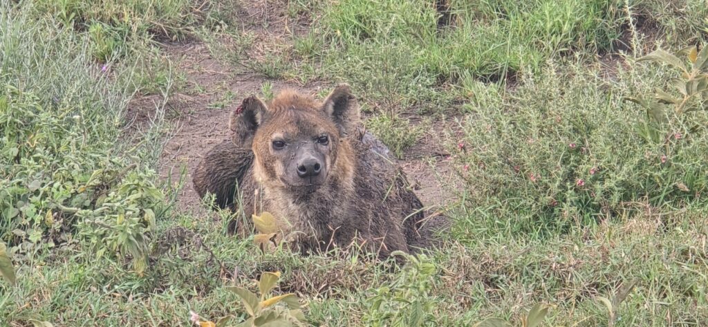 7 day great migration safari