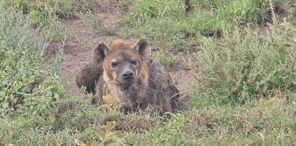 7 day great migration safari