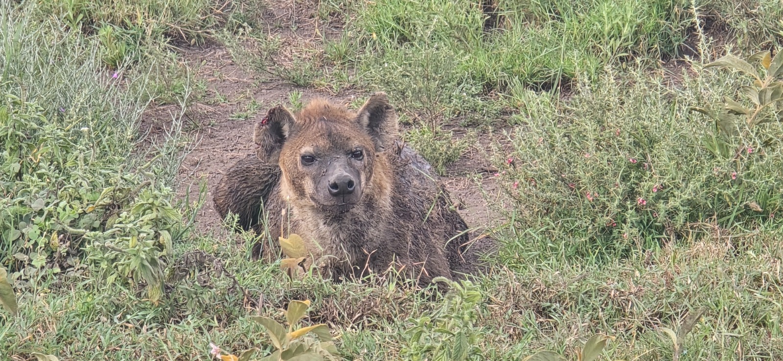 7 day great migration safari