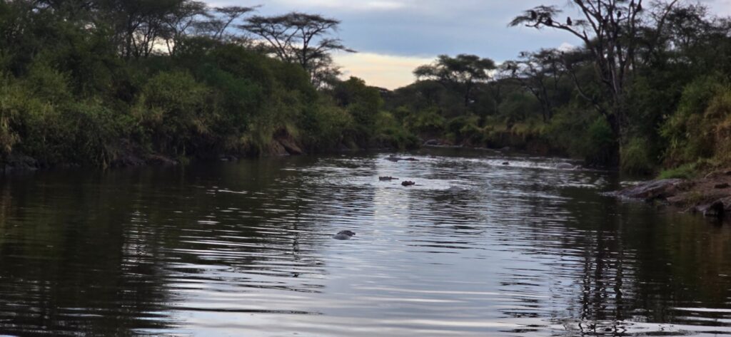 7 day great migration safari