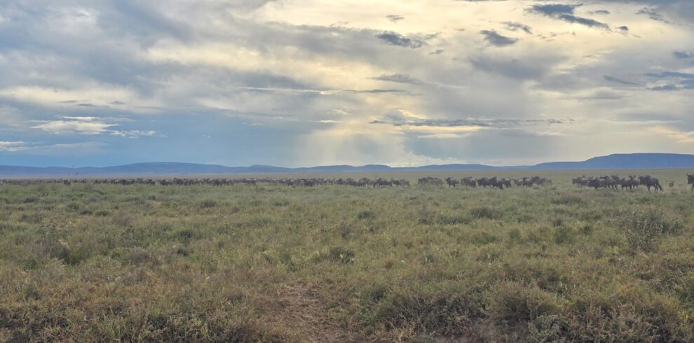 7 day great migration safari