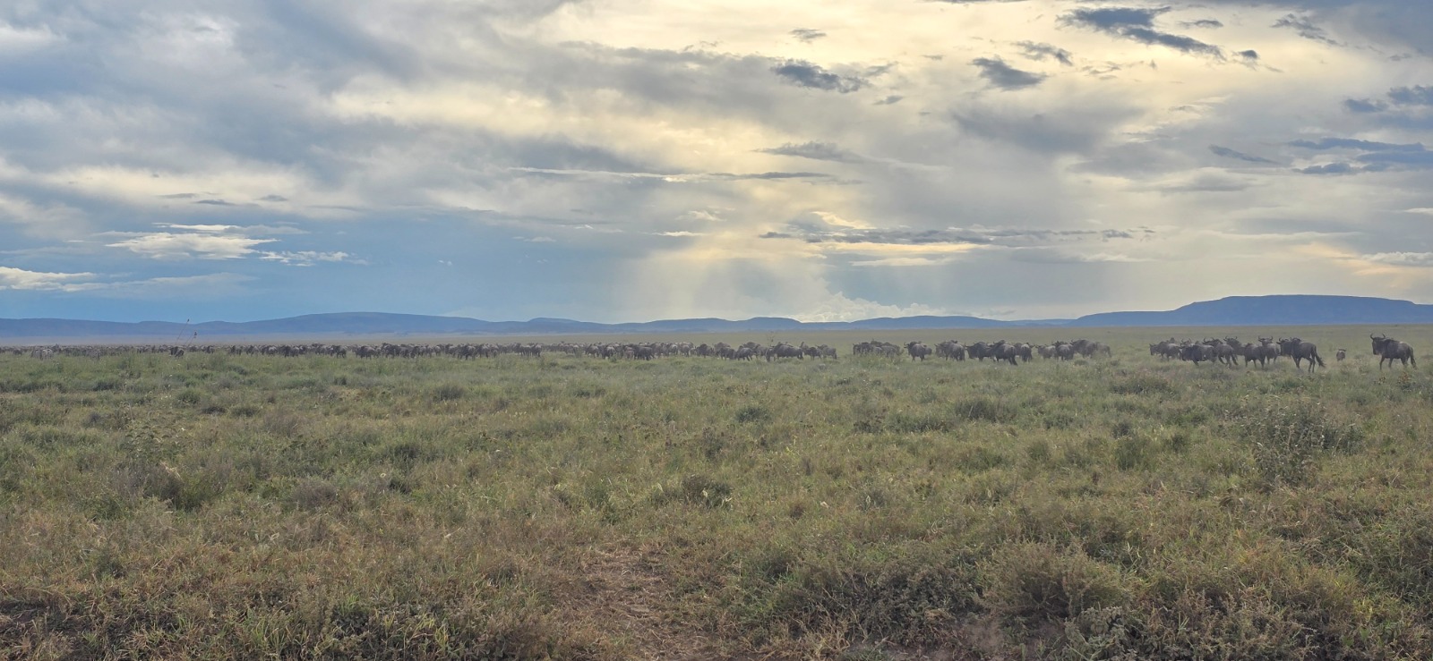 7 day great migration safari