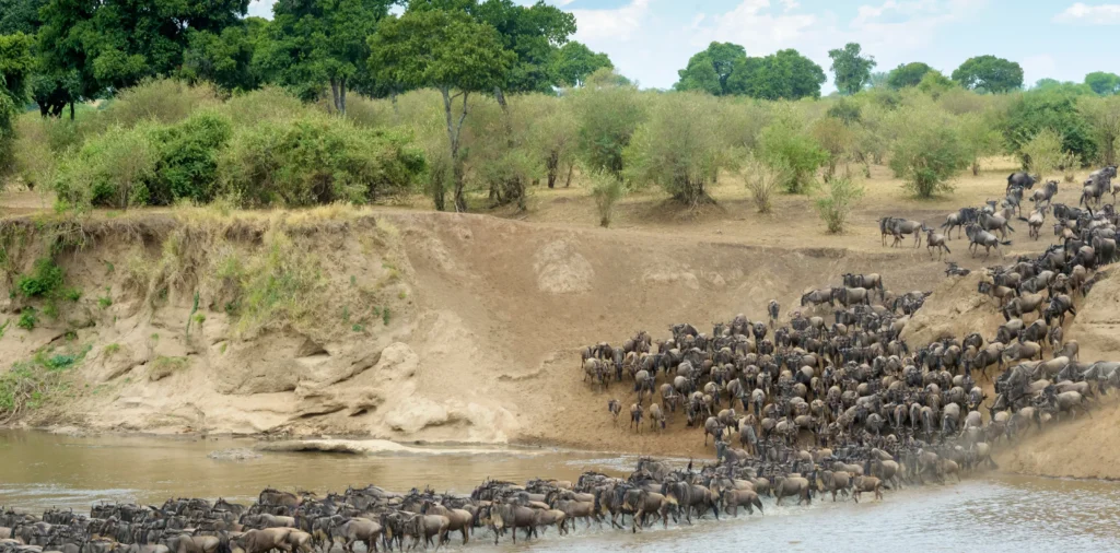 mara river