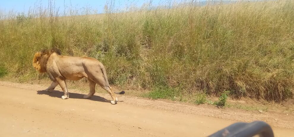 serengeti budget safari