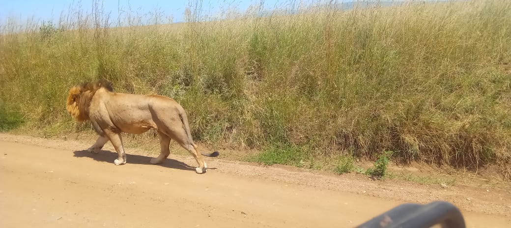 serengeti budget safari