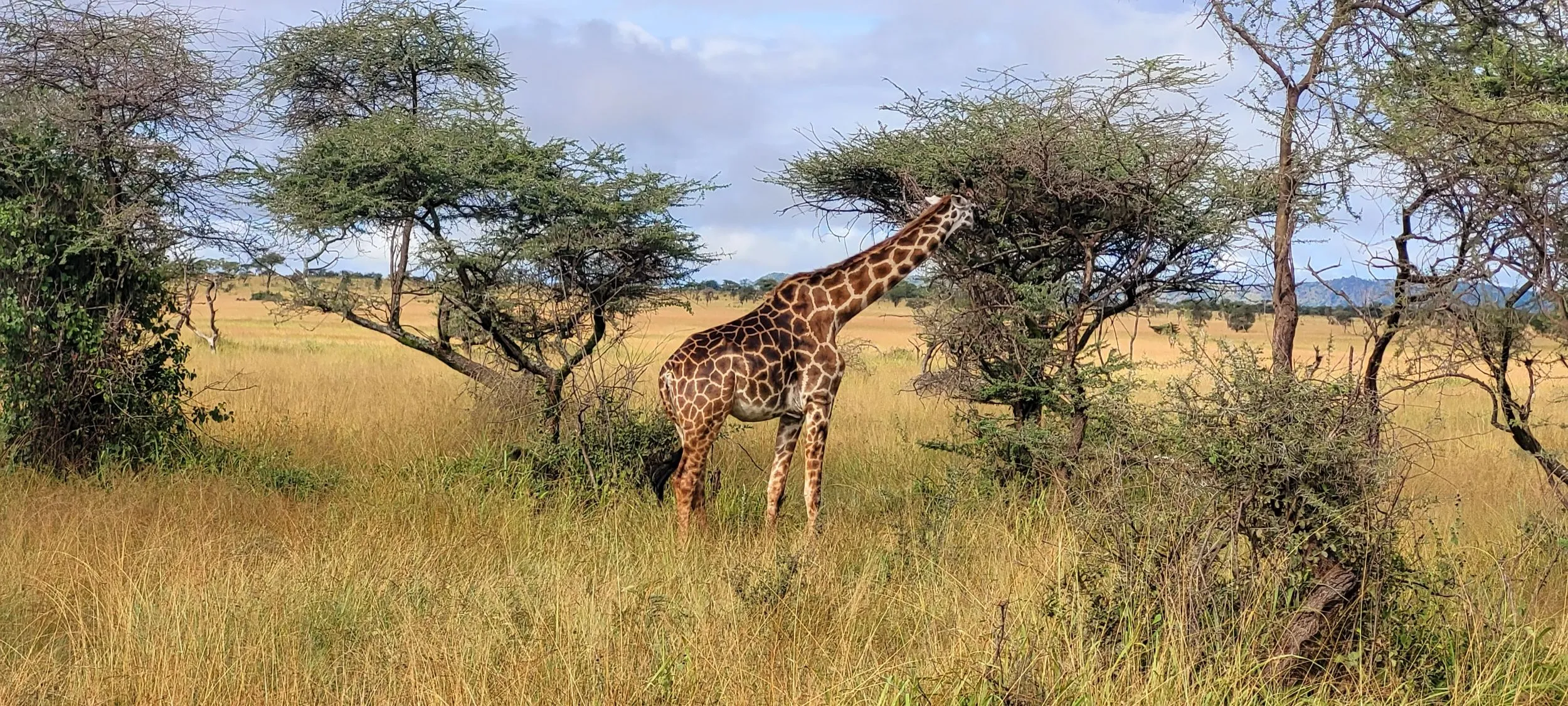 serengeti migration safari (15)