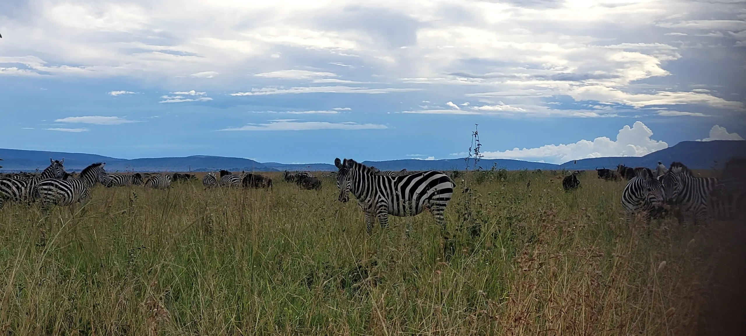 Migration herds